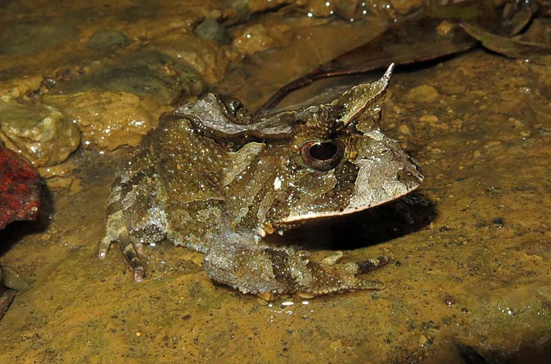 Sometimes it’s something other than a bird that makes an outing memorable, here a Boie’s Frog.
